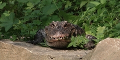 Alligator sinensis
