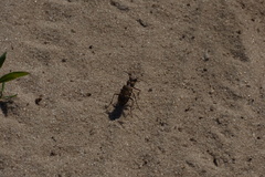 Cicindela soluta