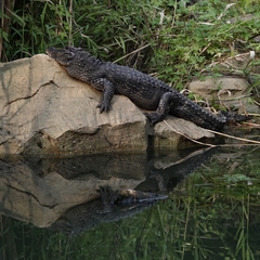Alligator sinensis