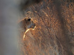 Panthera tigris altaica