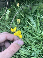 Lotus angustissimus