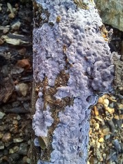 Byssomerulius psittacinus