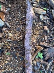 Byssomerulius psittacinus