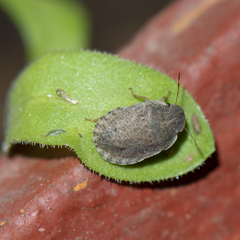 Sciocoris deltocephalus