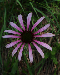 Echinacea simulata