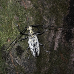 Batocera lineolata