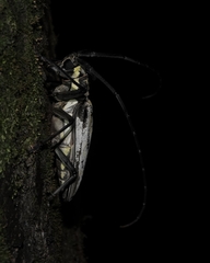 Batocera lineolata
