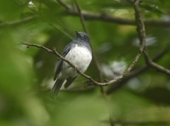 Cyornis pallidipes