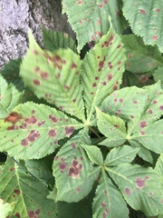 Cameraria ohridella