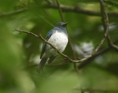 Cyornis pallidipes