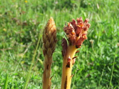 Orobanche elatior