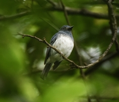Cyornis pallidipes