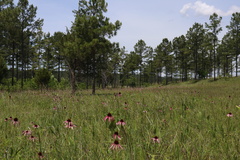 Echinacea simulata