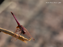 Trithemis annulata