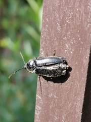 Hemicrepidius niger