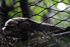 Panthera pardus orientalis