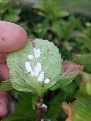 Pulvinaria hydrangeae