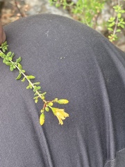 Hypericum thymifolium