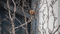 Turdus migratorius