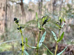 Logania recurva