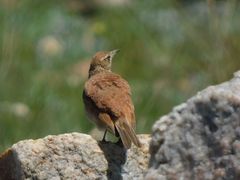 Certhilauda semitorquata transvaalensis