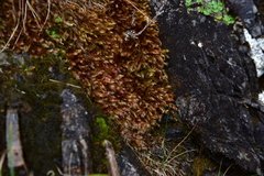 Orthothecium rufescens