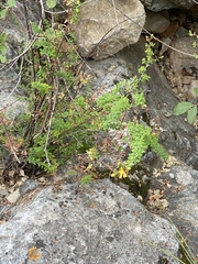 Hypericum thymifolium