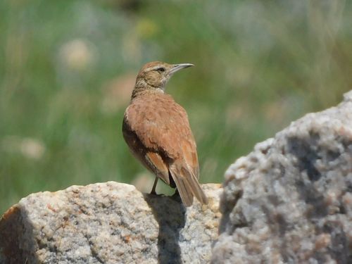 Eastern Long-billed Lark (Certhilauda semitorquata), photo 10