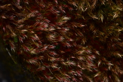 Orthothecium rufescens