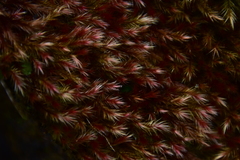 Orthothecium rufescens