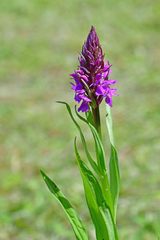 Dactylorhiza praetermissa