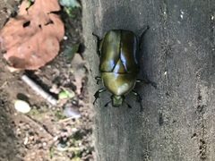 Pseudotorynorrhina japonica