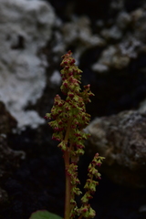 Oxyria digyna