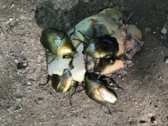 Pseudotorynorrhina japonica