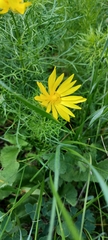 Adonis vernalis