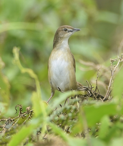 Broad-tailed Grassbird (Schoenicola platyurus), photo 3