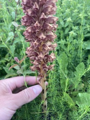 Orobanche elatior