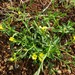Linum nodiflorum - Photo (c) יאיר אור, some rights reserved (CC BY-NC-SA), uploaded by יאיר אור