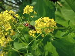 Cantharis fusca