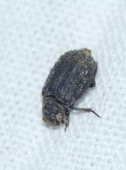 Trox scaber