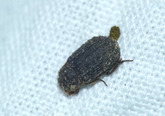 Trox scaber