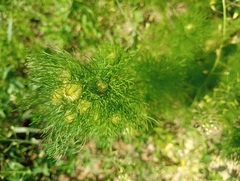 Tripleurospermum inodorum