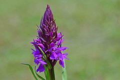 Dactylorhiza praetermissa