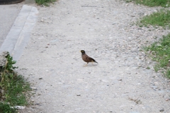 Acridotheres tristis