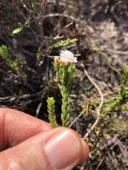 Euchaetis scabricosta