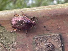 Protaetia orientalis sakaii