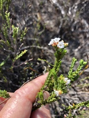 Euchaetis scabricosta