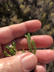 Euchaetis scabricosta