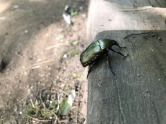 Pseudotorynorrhina japonica