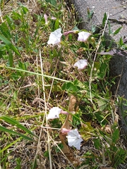 Convolvulus arvensis